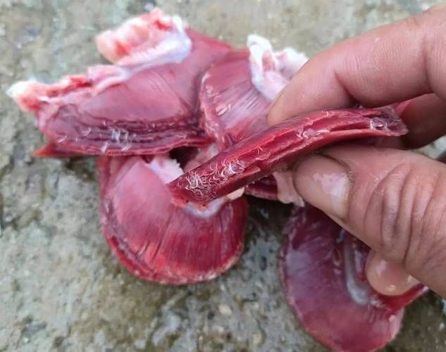 龍魚鰓蟲的繁殖方式是怎樣的，“龍魚鰓蟲”的繁殖方式配以1000字說明和圖片