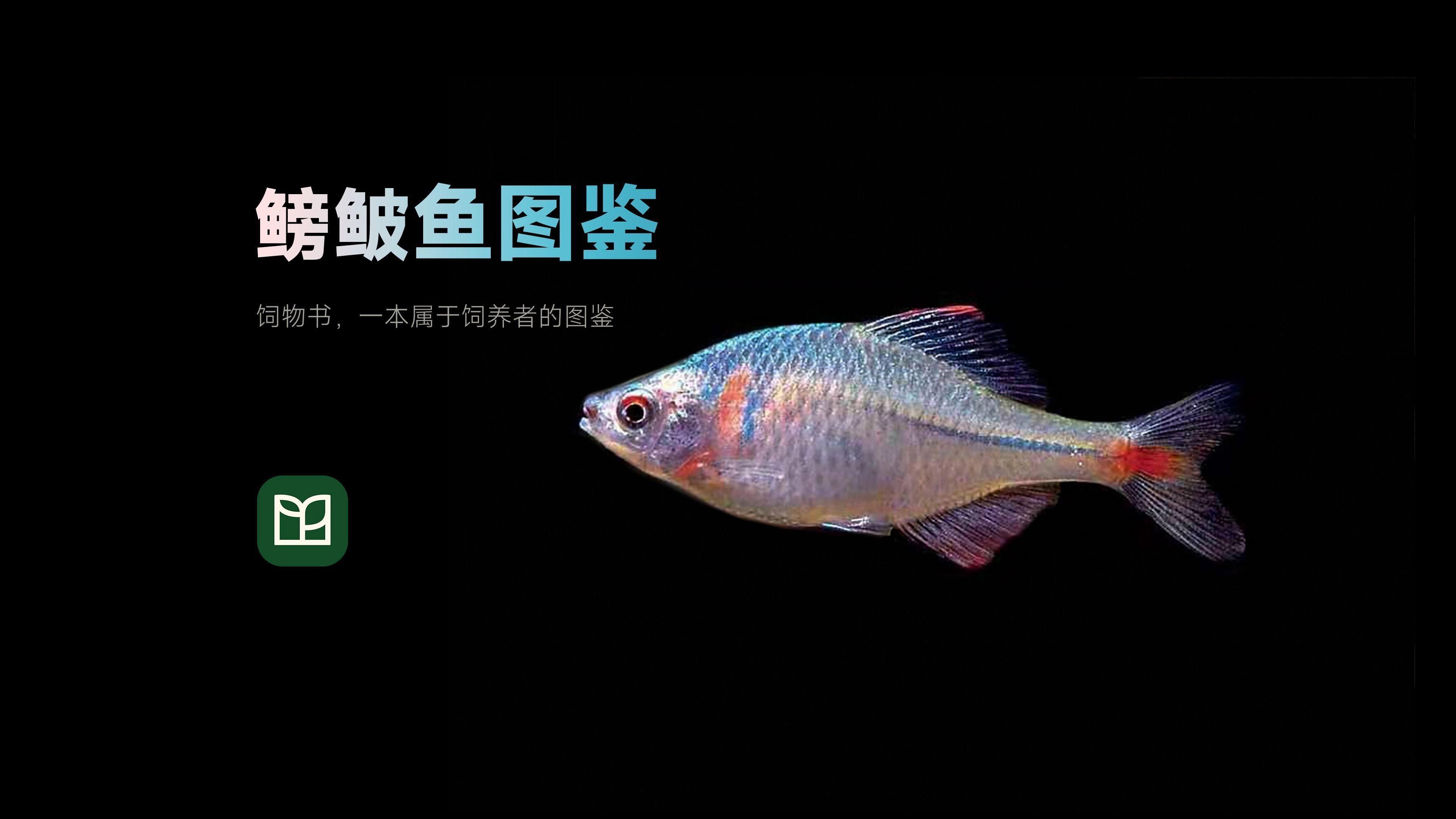 批發(fā)市場(chǎng)內(nèi)有哪些常見(jiàn)的觀賞魚(yú)品種，胡玉德書(shū)畫(huà)教程之觀賞魚(yú)