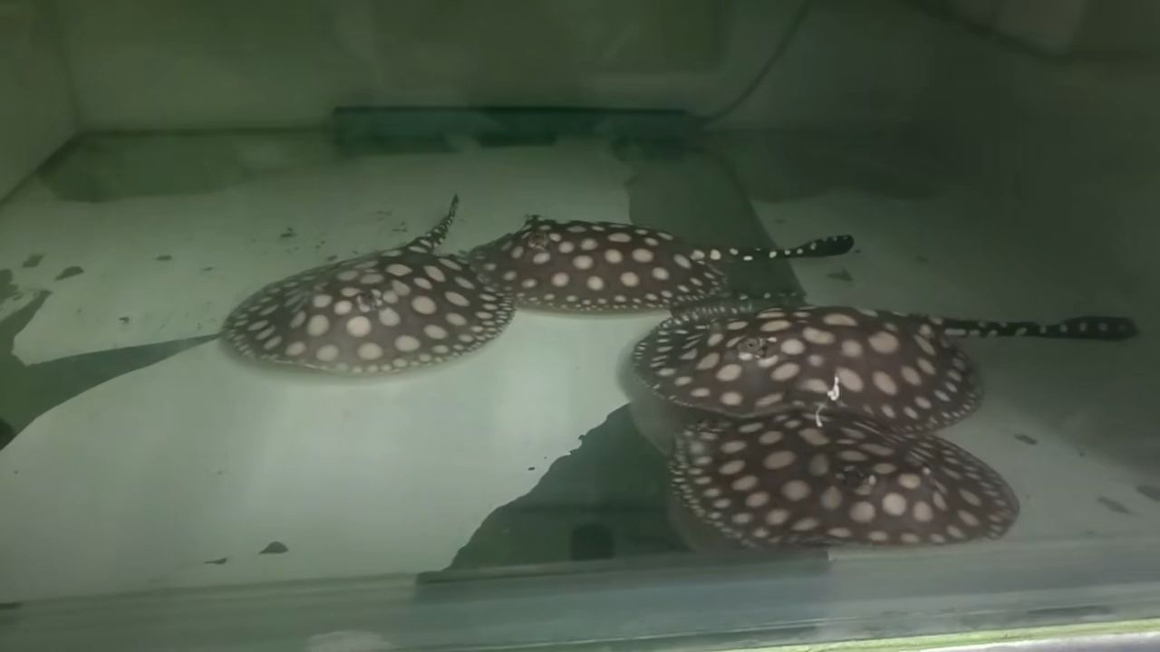 2公2母，2公2母的繁殖策略