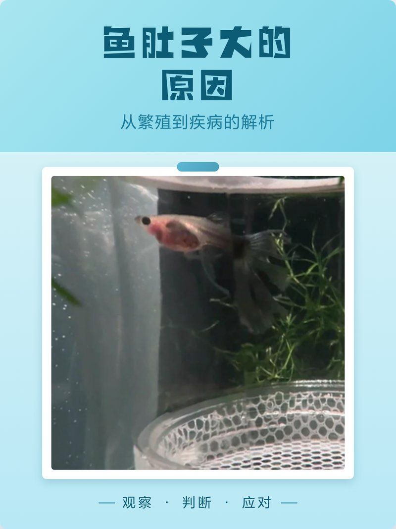 魚得了大肚子病怎么治，魚得了“大肚子病”怎么辦