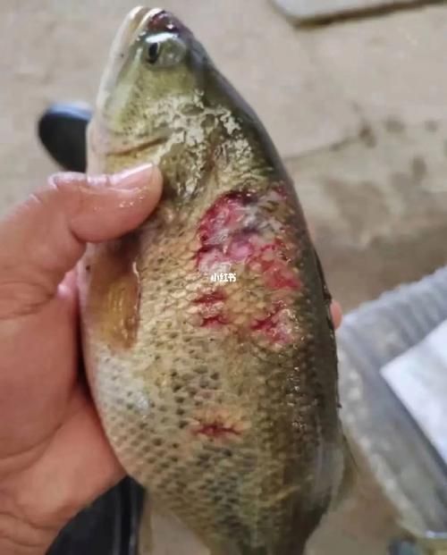 魚爛身病再次發(fā)生時應(yīng)如何緊急處理，魚爛身病再次發(fā)生時的緊急處理方案（arxiv論文助手”