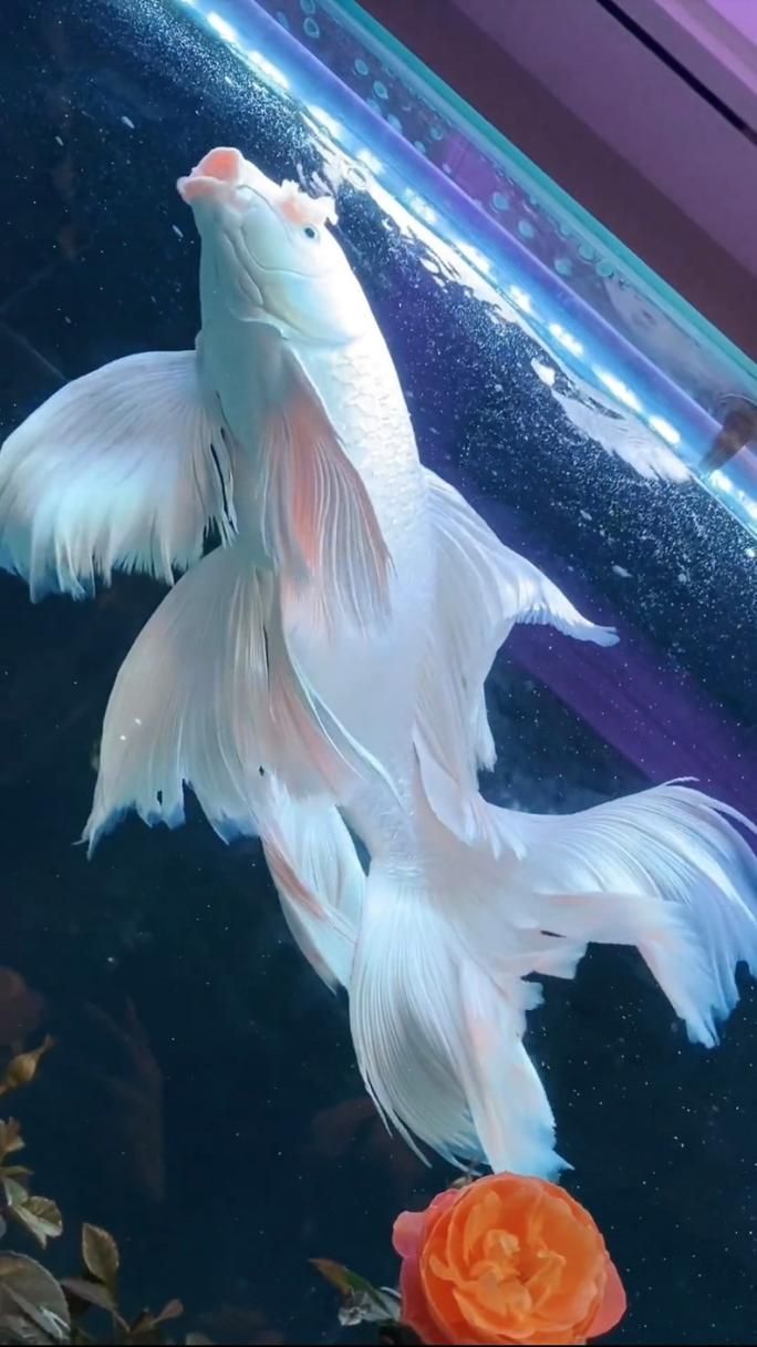 祥龍魚場的蝴蝶鯉質量如何？，祥龍魚場的蝴蝶鯉質量如何