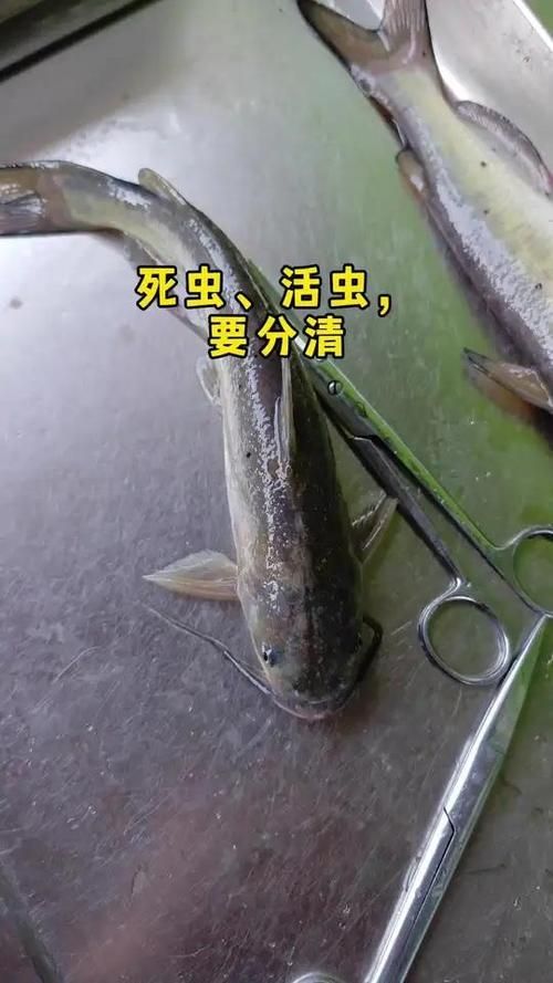 給我一些區分小瓜蟲和異尖線蟲的圖片，如何區分小瓜蟲和異尖線蟲