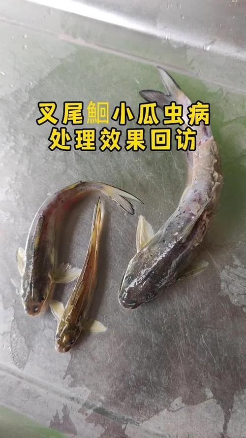 給我一些區分小瓜蟲和異尖線蟲的圖片，如何區分小瓜蟲和異尖線蟲