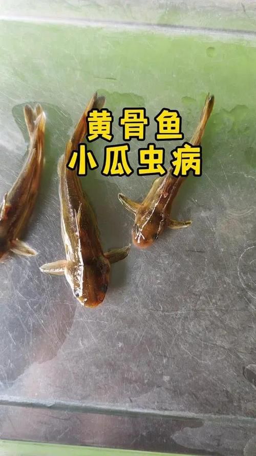 給我一些區分小瓜蟲和異尖線蟲的圖片，如何區分小瓜蟲和異尖線蟲