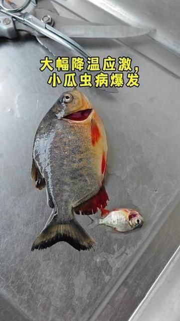 給我一些區分小瓜蟲和異尖線蟲的圖片，如何區分小瓜蟲和異尖線蟲