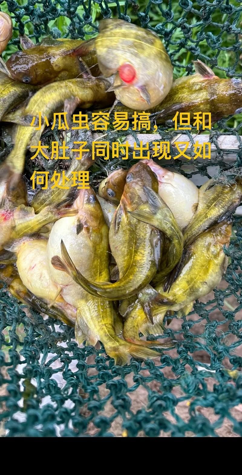 給我一些區分小瓜蟲和異尖線蟲的圖片，如何區分小瓜蟲和異尖線蟲