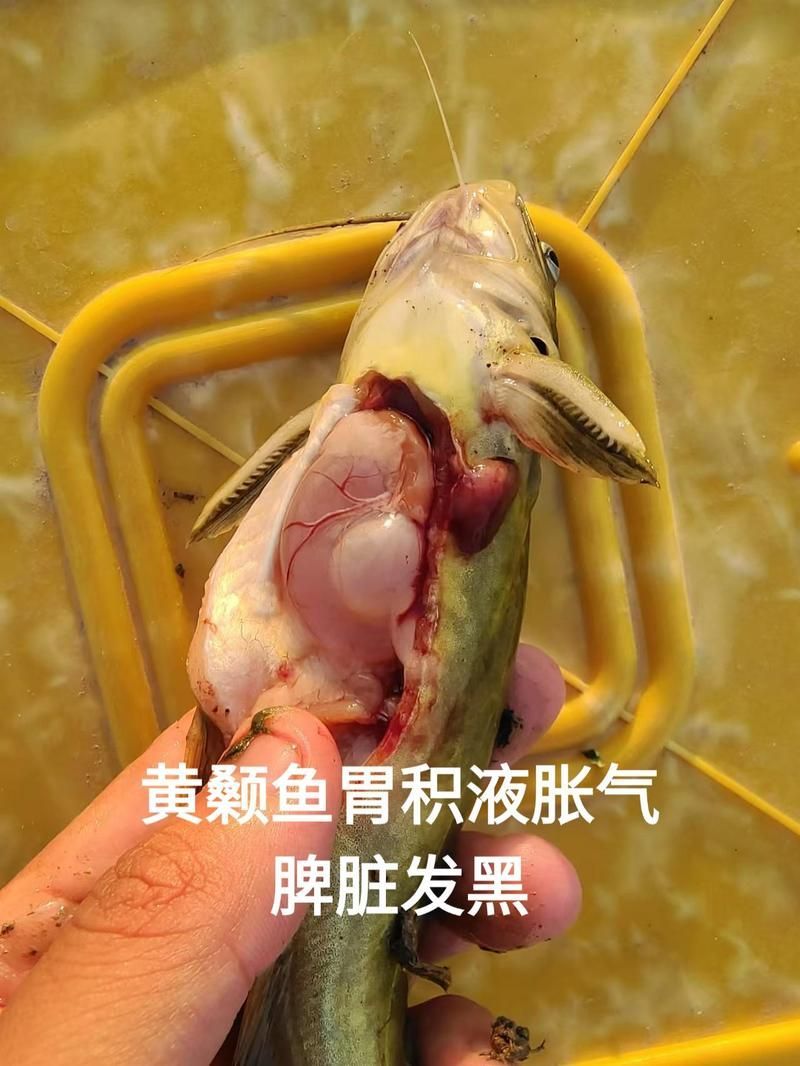給我一些區分小瓜蟲和異尖線蟲的圖片，如何區分小瓜蟲和異尖線蟲