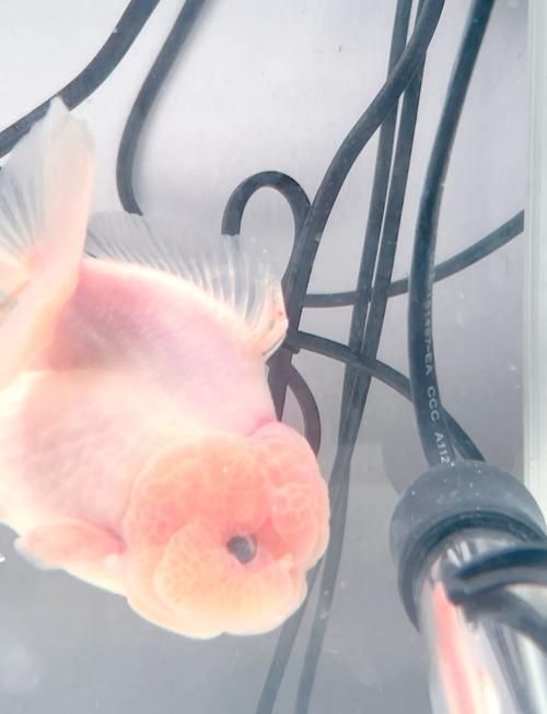 泰獅魚鰭充血根部，泰獅魚鰭根部充血詳解（暹羅斗魚（暹羅斗魚（暹羅斗魚）