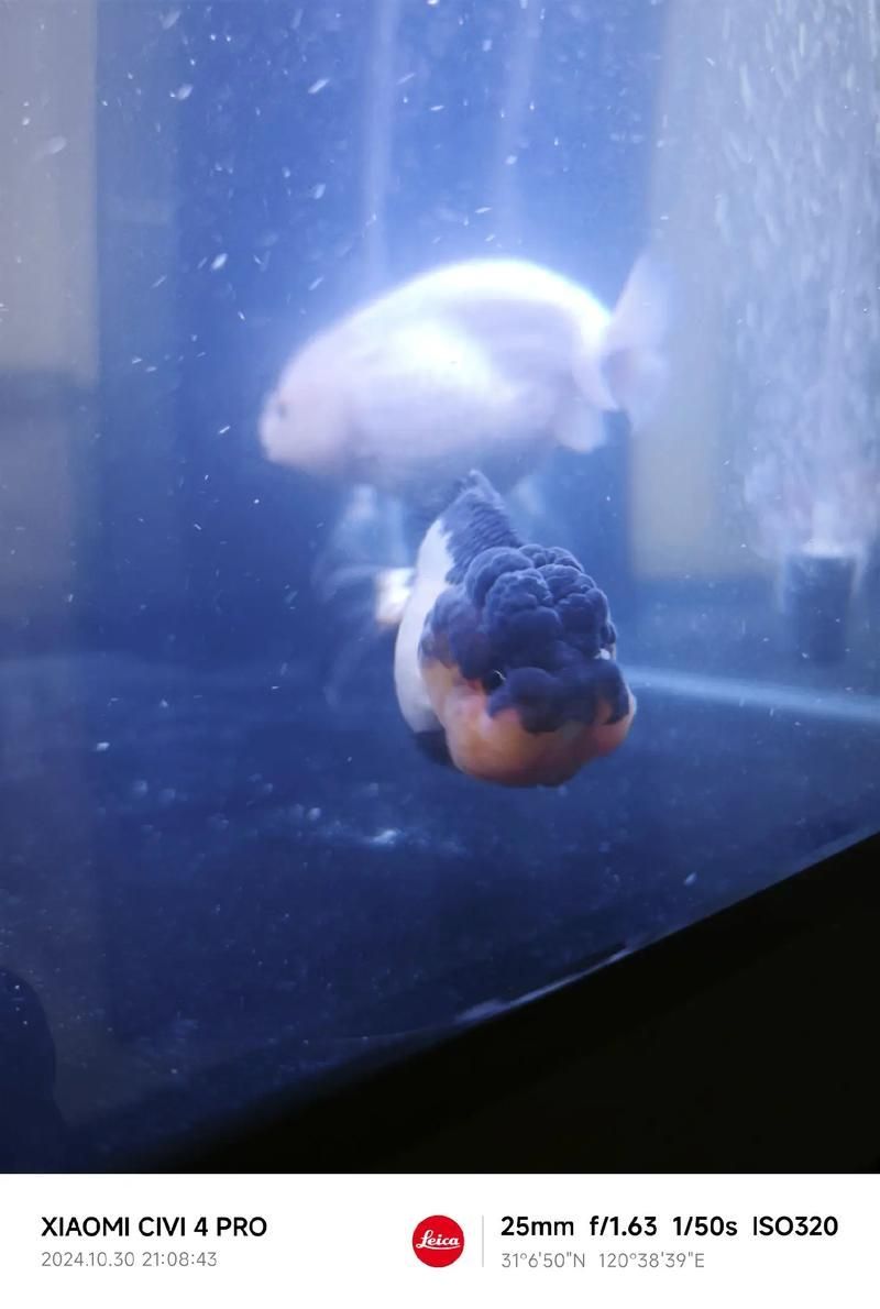 泰獅魚鰭充血根部，泰獅魚鰭根部充血詳解（暹羅斗魚（暹羅斗魚（暹羅斗魚）