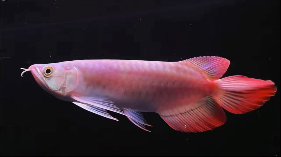 Z280 ，大湖魚大扇尾 27-28公，z280大湖魚大扇尾27-28公分規格養殖技術