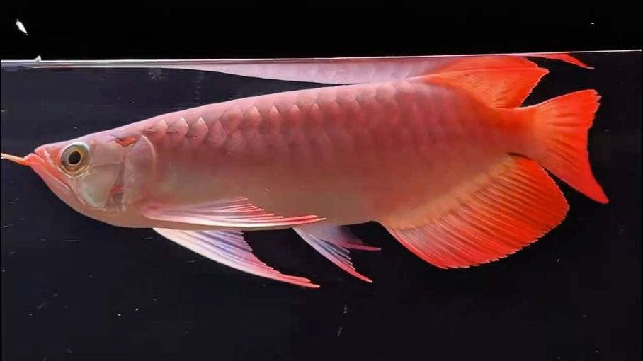 漁場直售 帶芯片 包括，養魚的男人最帥