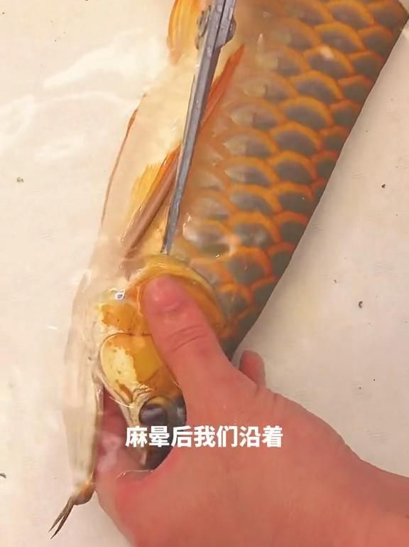 龍魚翻鰓后還能恢復嗎？，龍魚翻鰓后多久能恢復，如何判斷龍魚翻鰓的階段？