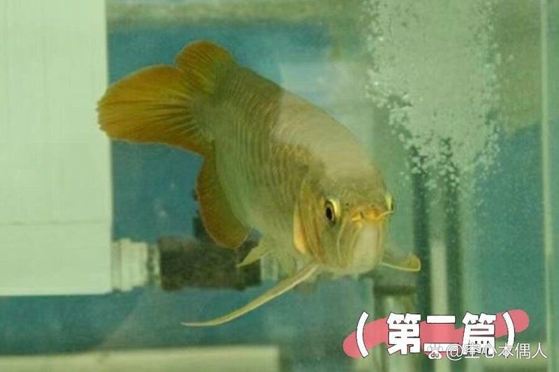 龍魚翻鰓后還能恢復嗎？，龍魚翻鰓后多久能恢復，如何判斷龍魚翻鰓的階段？