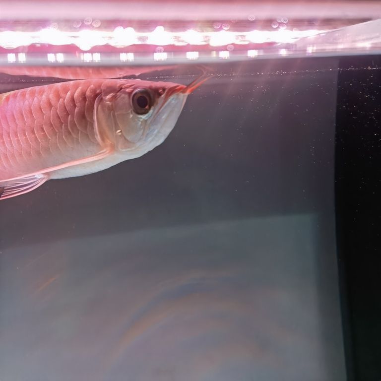 各位魚友，這是打架受傷發炎還是什么病呢？，_養魚咨詢：魚類受傷發炎問題的處理要點