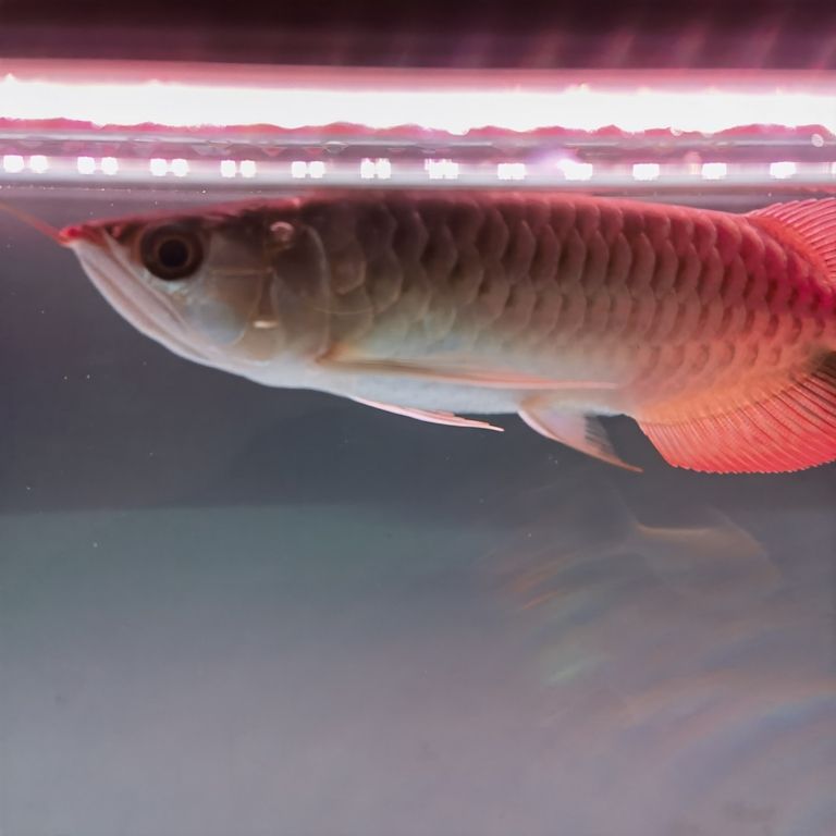 各位魚友，這是打架受傷發炎還是什么病呢？，_養魚咨詢：魚類受傷發炎問題的處理要點