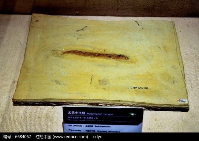 豐寧龍魚有哪些獨特品種？，“豐寧龍魚”并非現代觀賞魚品種并非現代觀賞魚品種