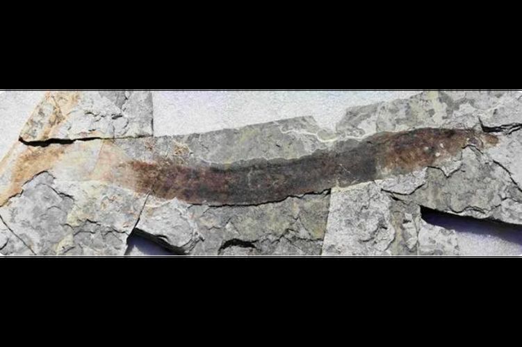 豐寧龍魚有哪些獨特品種？，“豐寧龍魚”并非現代觀賞魚品種并非現代觀賞魚品種