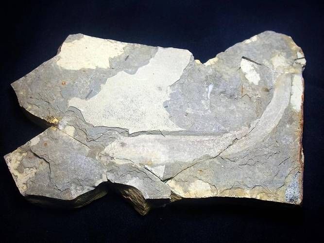 豐寧龍魚有哪些獨特品種？，“豐寧龍魚”并非現代觀賞魚品種并非現代觀賞魚品種
