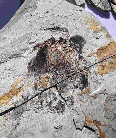 豐寧龍魚有哪些獨特品種？，“豐寧龍魚”并非現代觀賞魚品種并非現代觀賞魚品種