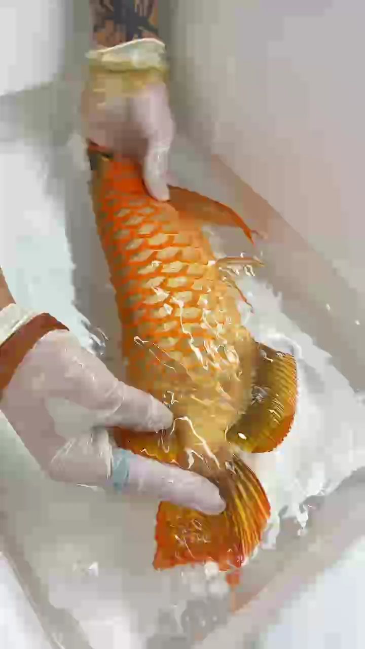 麻醉出來看下白燈下超冠F2的發色吧??
背部通體發色?肚皮自然紅，老血統的紅龍魚發起色來～真是一發不可收拾！哈哈哈??
#萬隆天王紅龍  #龍魚 #紅龍 #觀賞魚 #養魚日記，萬隆天王紅龍