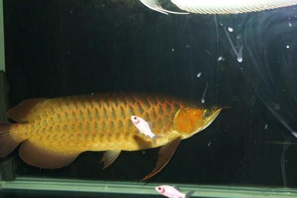 2號紅龍魚的市場價格是多少？，2號紅龍魚的飼養成本