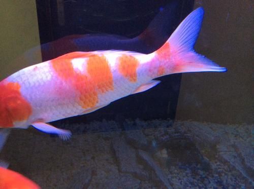 能提供一些錦鯉魚鱗充血的圖片嗎，錦鯉魚鱗充血可以自愈嗎 能提供一些錦鯉魚鱗充血的圖片嗎，錦鯉魚鱗充血可以自愈嗎 龍魚百科 第5張