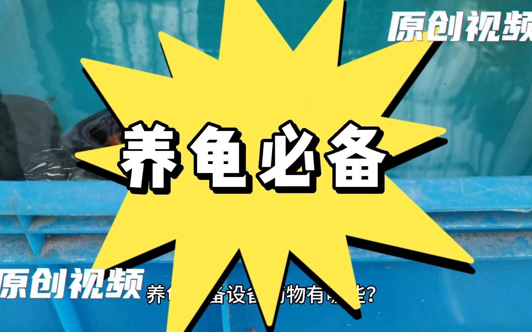 有哪些低成本養(yǎng)龜方法，低成本養(yǎng)龜技巧