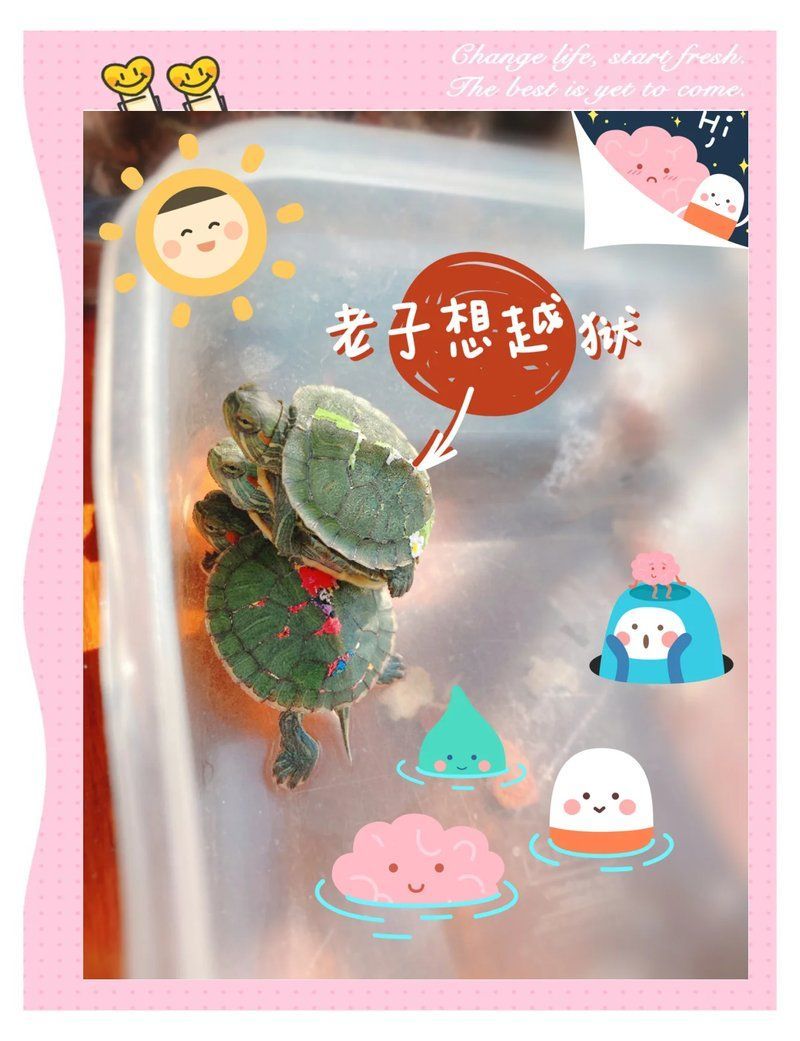 有哪些低成本養(yǎng)龜方法，低成本養(yǎng)龜技巧