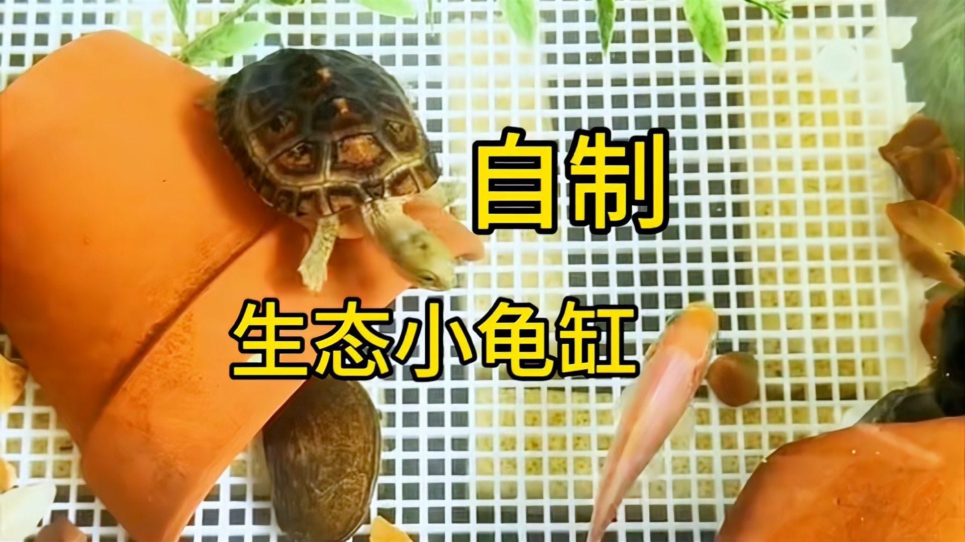 有哪些低成本養(yǎng)龜方法，低成本養(yǎng)龜技巧