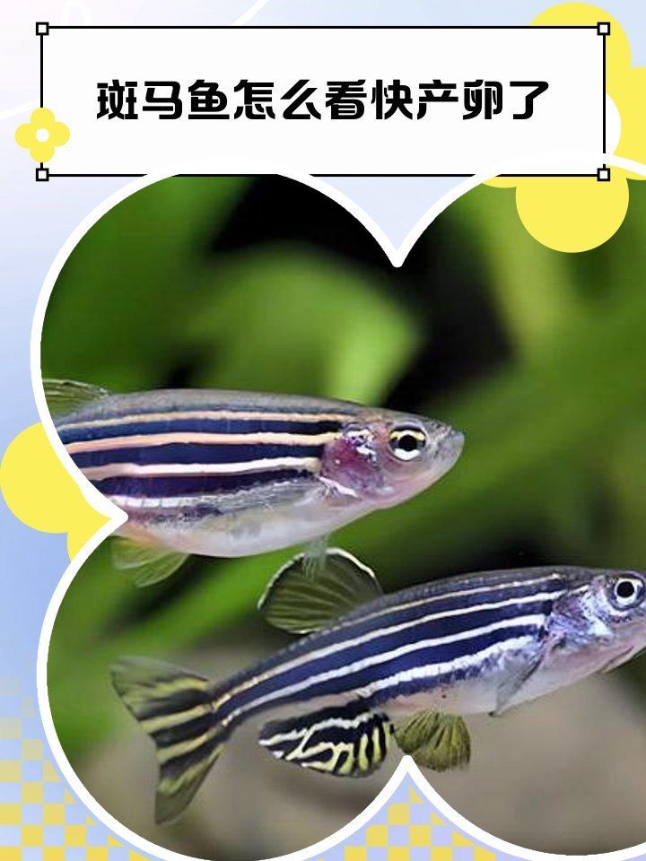 斑馬魚繁殖期需要哪些特殊照顧，如何判斷斑馬魚要生了