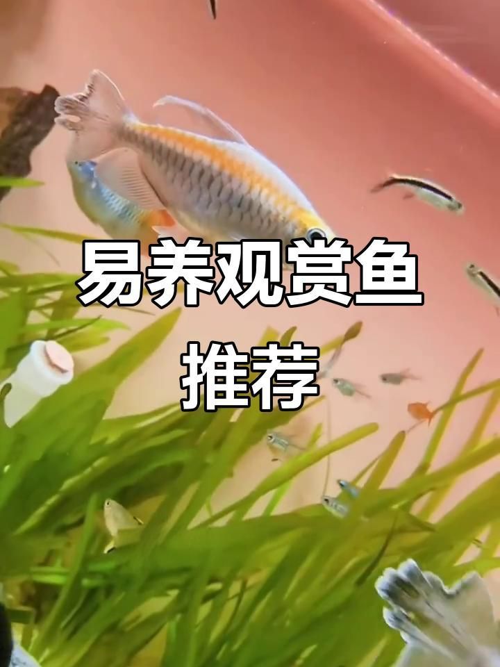有哪些魚類是溫和的，適合混養，如何判斷魚類是否適合與其他魚類混養