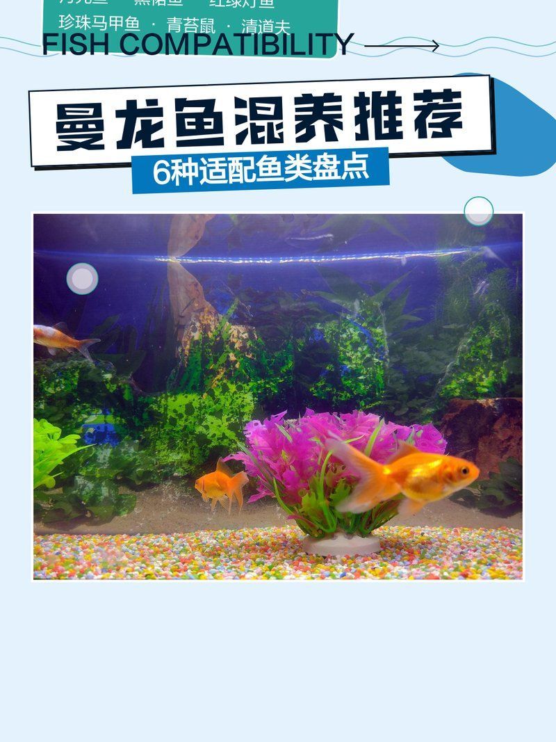 曼龍魚的最佳混養伙伴，曼龍魚混養推薦