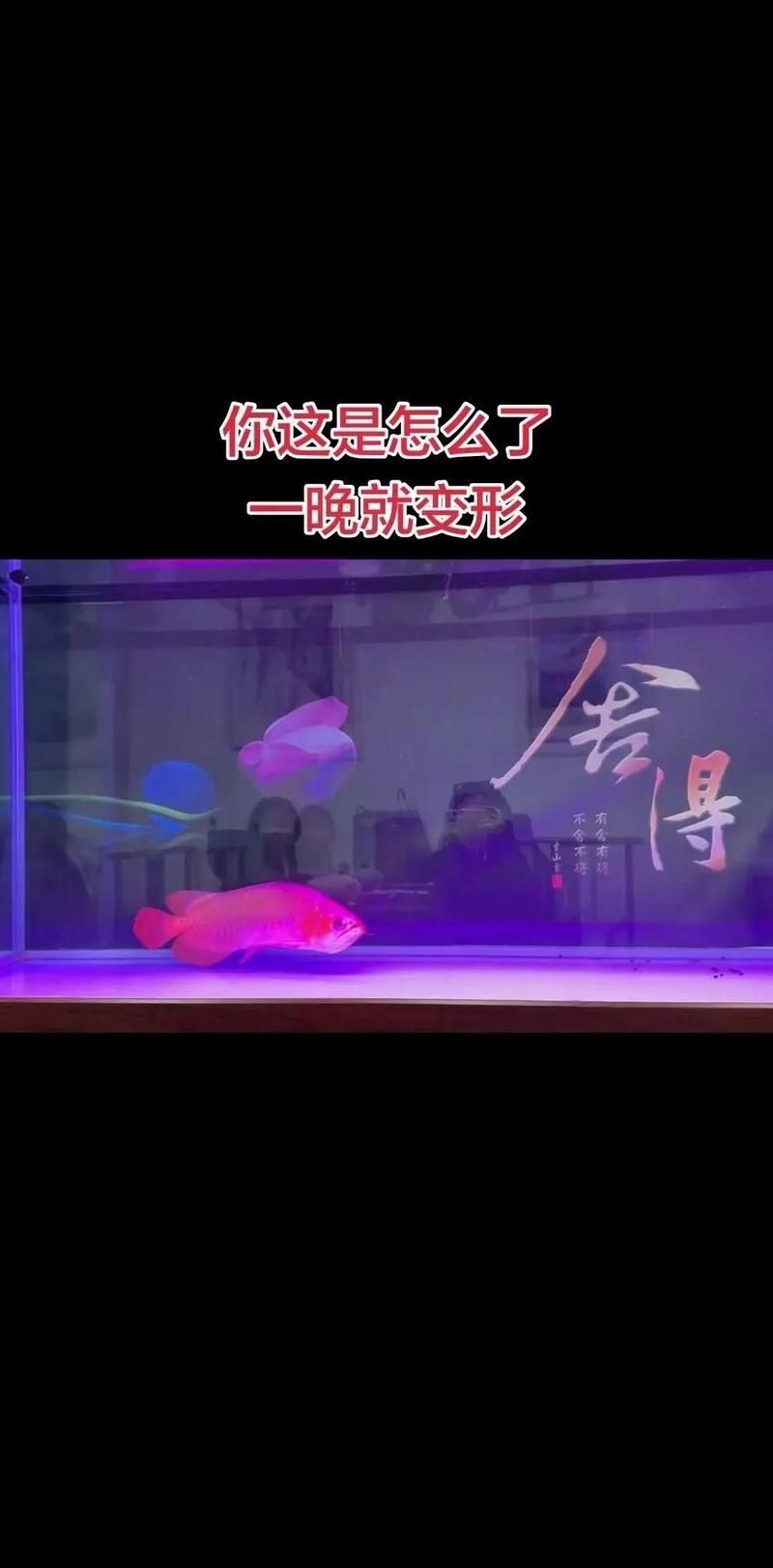 如何判斷龍魚是否弓背？，——權威判斷龍魚是否弓背