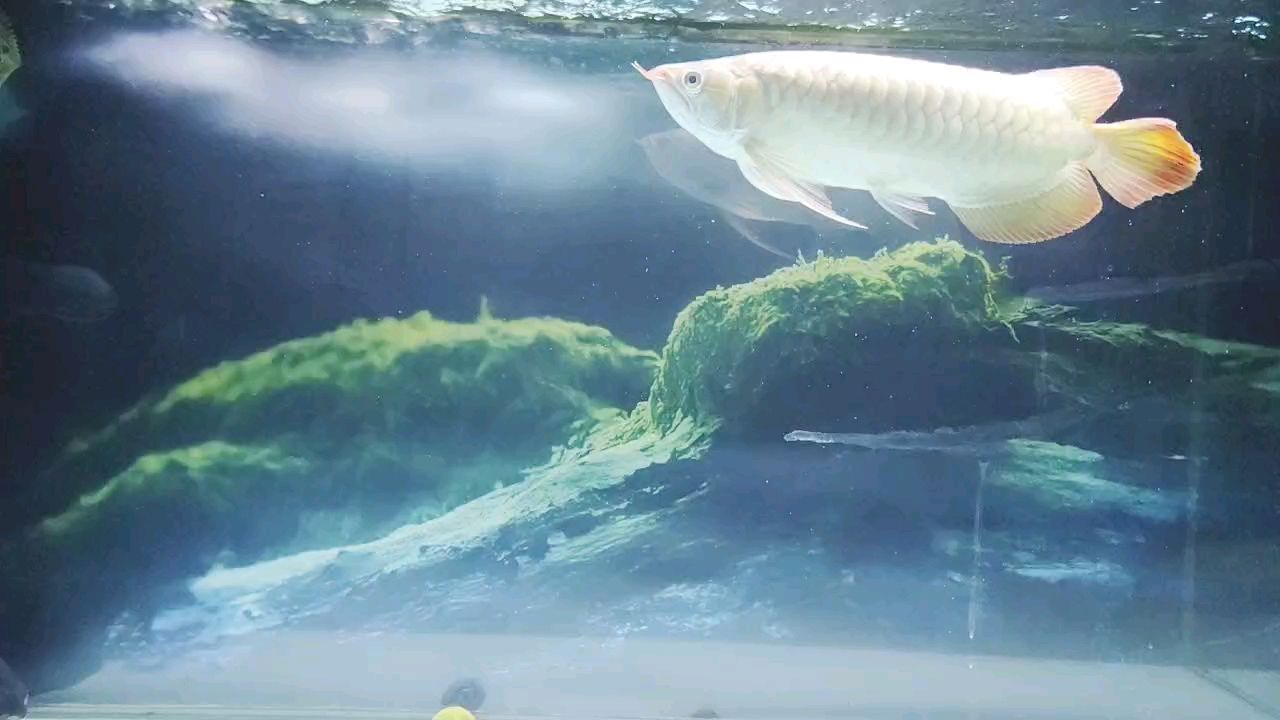 ，周環_pericyclic評論