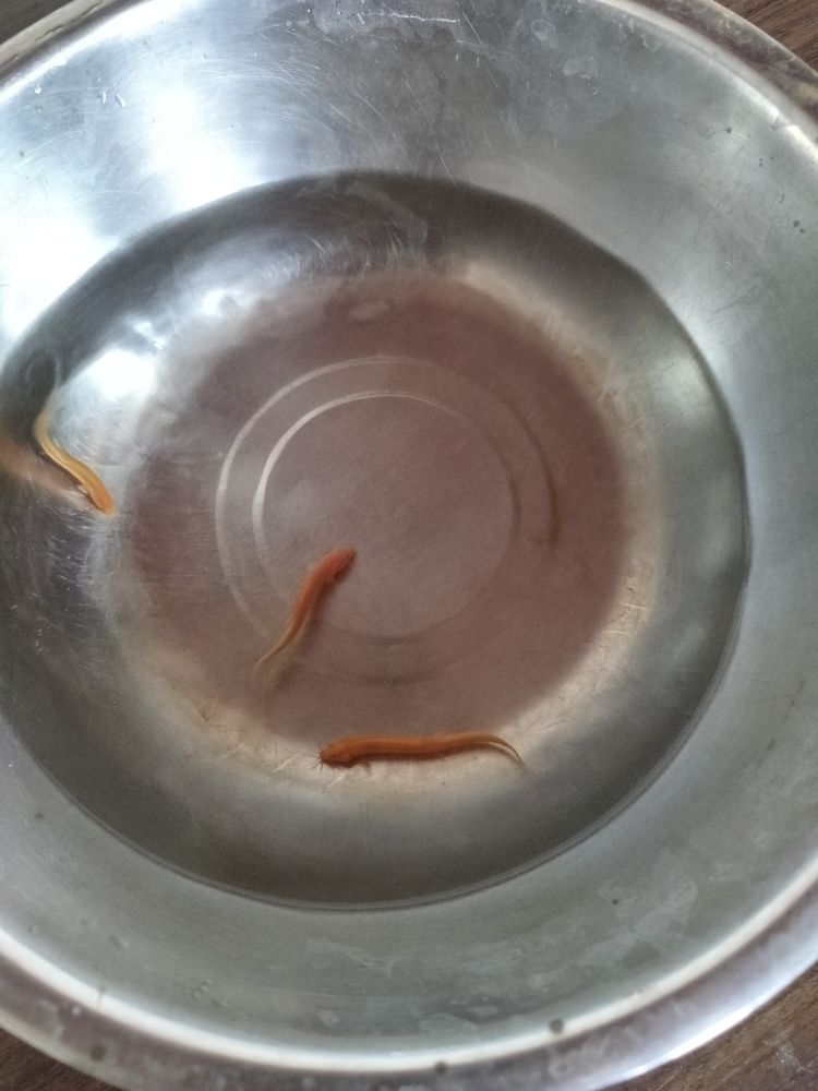 黃金泥鰍，泥鰍是一種在特定環境下生長的淡水魚類，其肉質鮮美、營養豐富