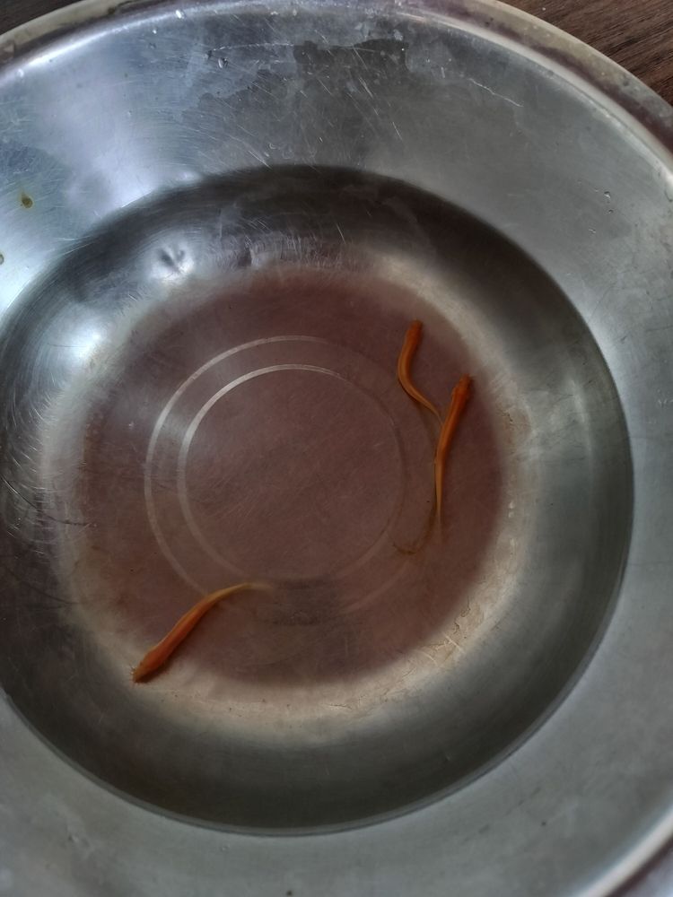 黃金泥鰍，泥鰍是一種在特定環境下生長的淡水魚類，其肉質鮮美、營養豐富