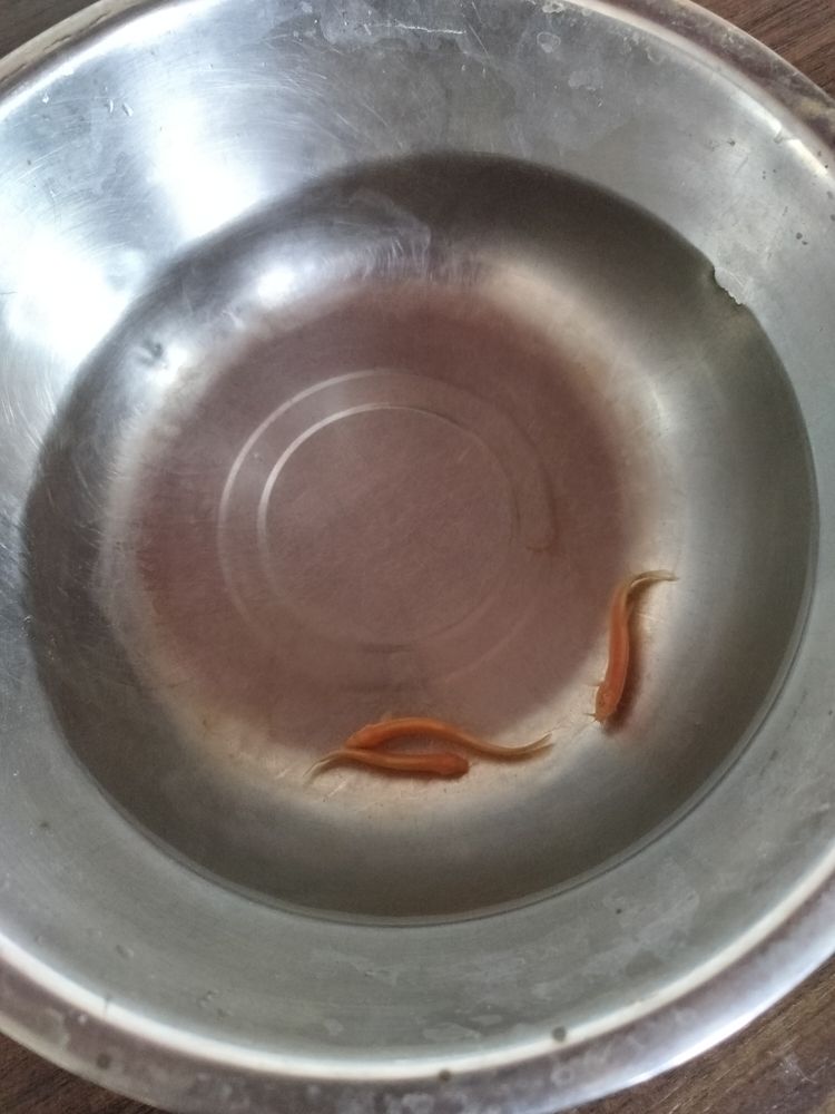黃金泥鰍，泥鰍是一種在特定環(huán)境下生長的淡水魚類，其肉質(zhì)鮮美、營養(yǎng)豐富