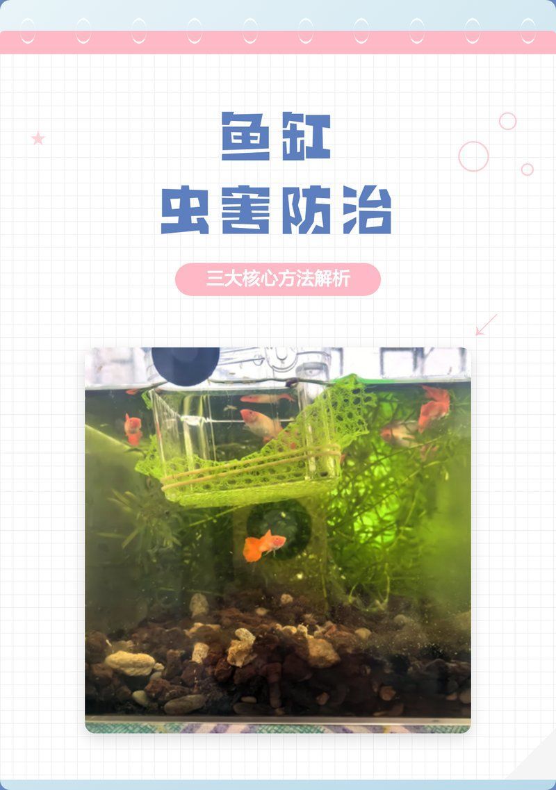 魚身上寄生蟲感染后如何預防復發，如何預防魚身上寄生蟲感染？