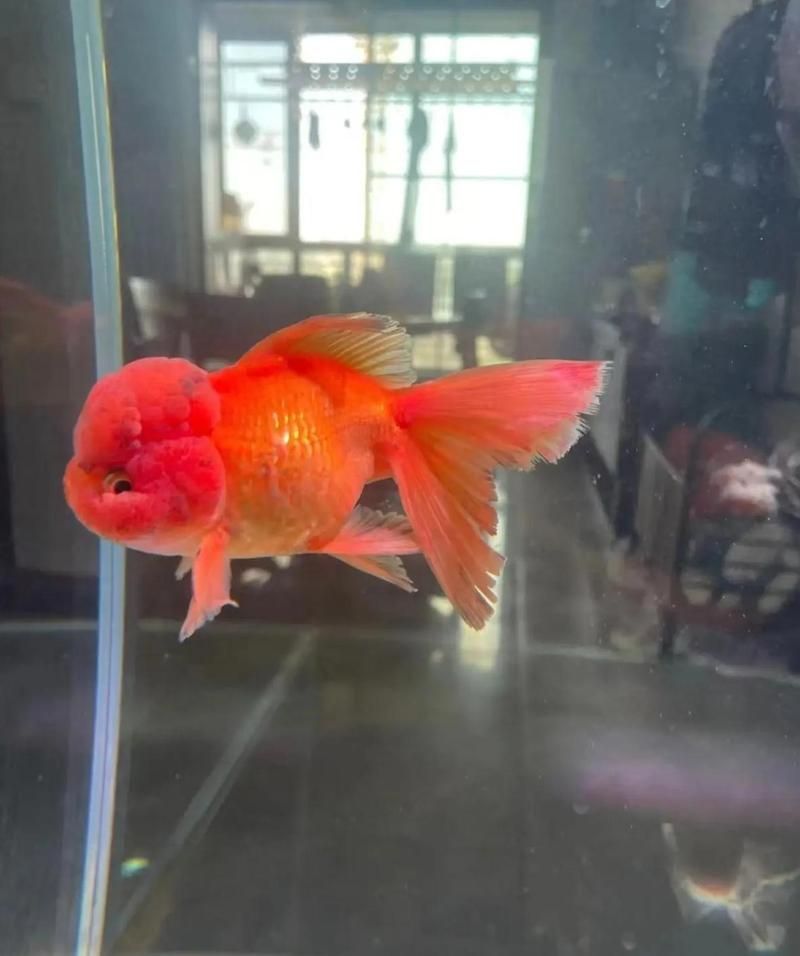 魚爛尾可以自愈嗎，————魚爛尾能自愈嗎