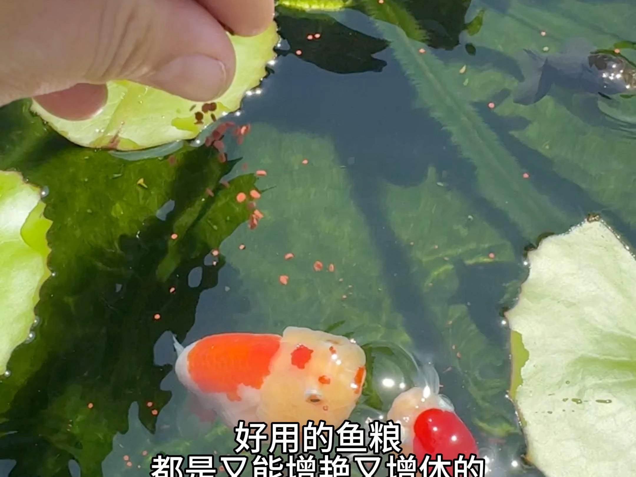 如何搭配紅眼白子招財龍的飼料，關于紅眼白子招財龍飼料搭配