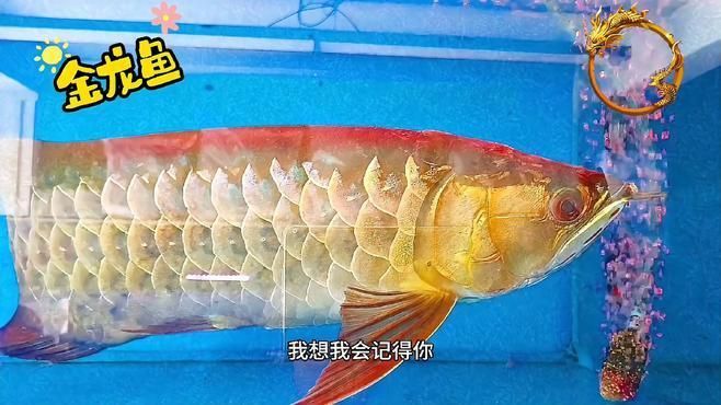 如何區(qū)分直須和卷須龍魚？，史密森尼國(guó)家動(dòng)物園、fishbase權(quán)威資料直須龍魚與“卷須龍魚”