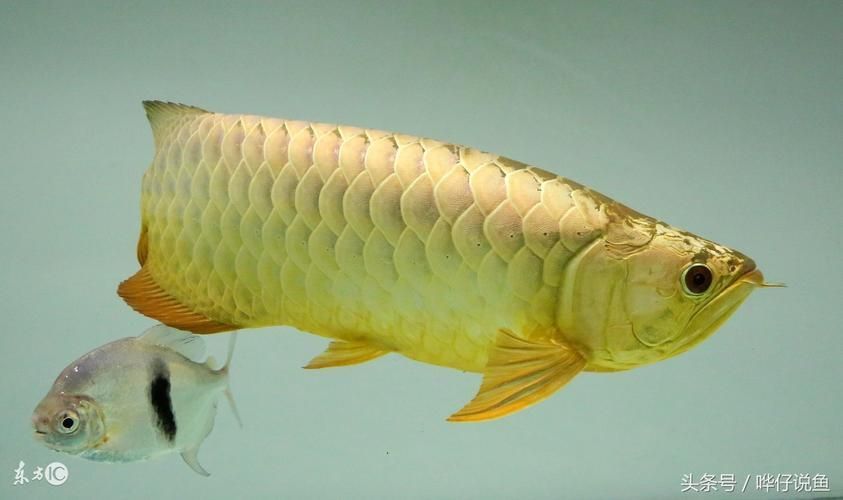 哪里可以購買到澳洲龍魚？，——權威渠道與購買澳洲龍魚