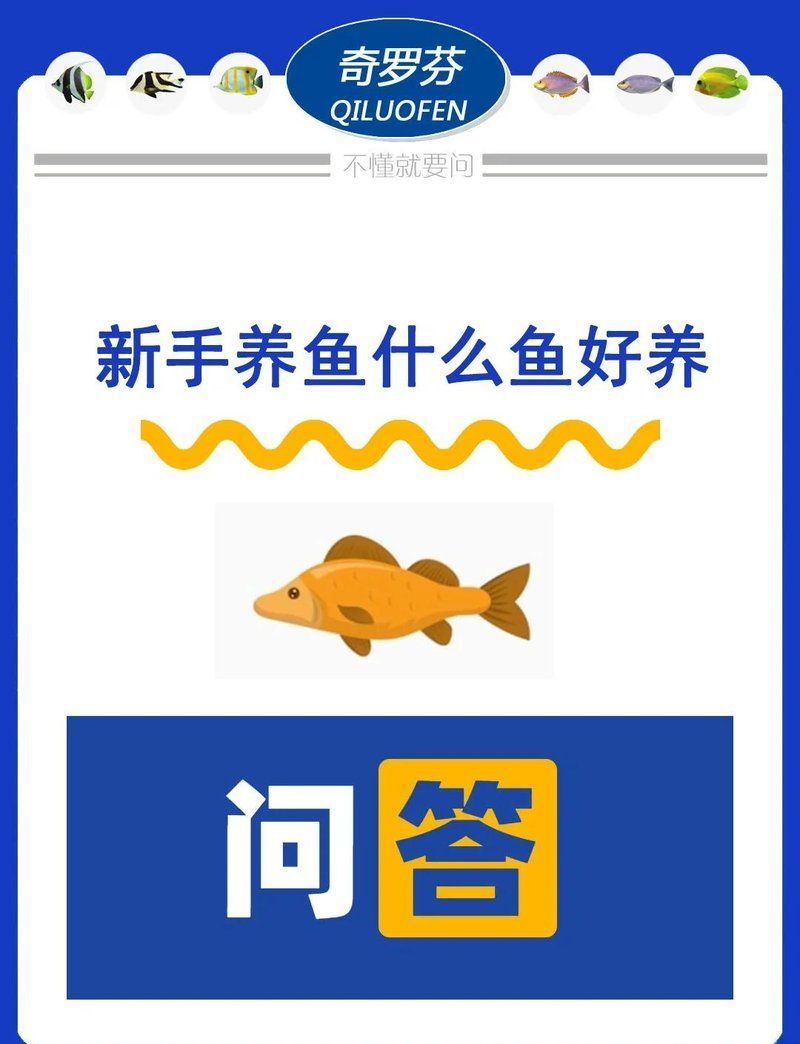 哪種觀賞魚最適合新手，新手養魚推薦