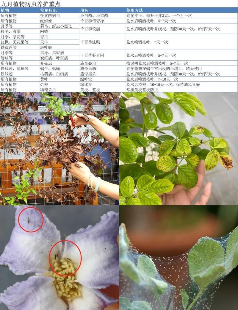 春秋季兩次防治具體如何操作，春秋季兩次防治具體如何操作探討春季和秋季兩次關鍵時期