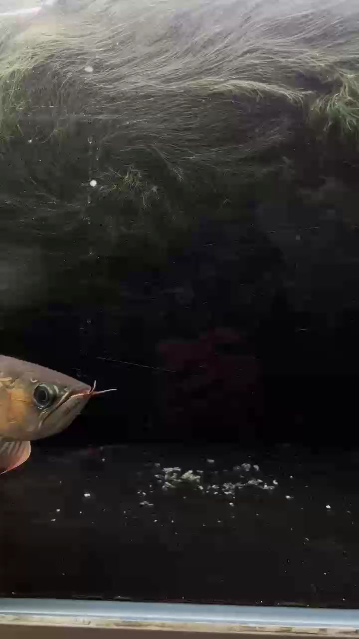 我養(yǎng)了一條魚，我養(yǎng)了一條魚，家長問我，養(yǎng)大了能值多少錢