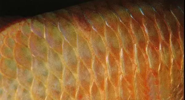 有哪些藥物可以治療龍魚嘴抽搐?,龍魚嘴抽搐怎么辦 龍魚百科 第3張 有哪些藥物可以治療龍魚嘴抽搐?,龍魚嘴抽搐怎么辦 有哪些藥物可以治療龍魚嘴抽搐?,龍魚嘴抽搐怎么辦 龍魚百科 第3張