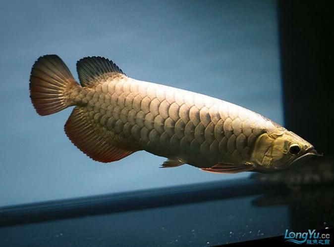 如何判斷金頭龍魚是否新鮮，如何判斷金頭龍魚新鮮度