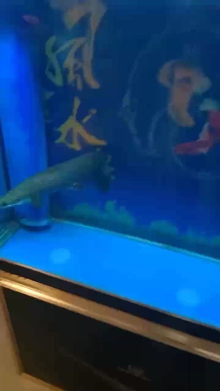 巨骨舌魚，巨骨舌魚身長60誰想要聯系我