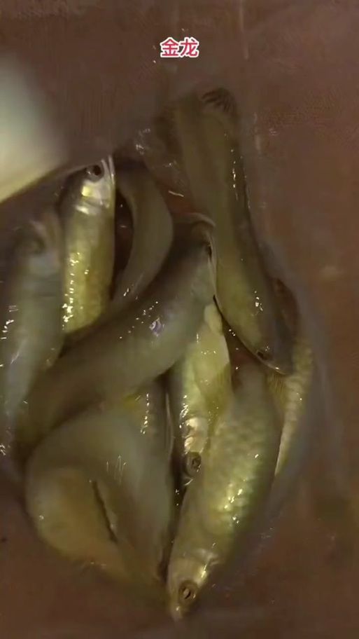 1到2厘米的金龍魚幼苗圖片，1到2厘米的金龍魚幼苗圖片，如何判斷金龍魚幼苗的品質(zhì)